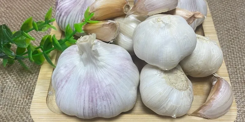 Fresh Purple Skinned Garlic Fresh Purple Skinned Garlic