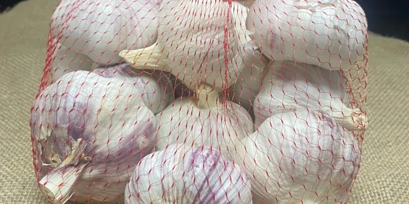 Fresh Purple Skinned Garlic Fresh Purple Skinned Garlic